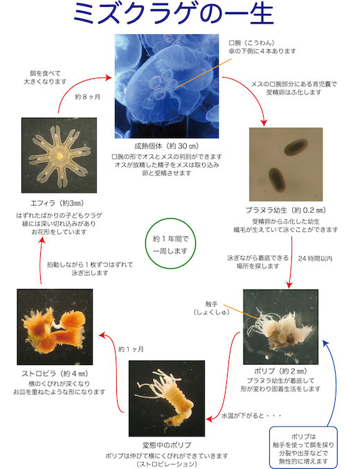 新潟市水族館 マリンピア日本海 Marine Paper