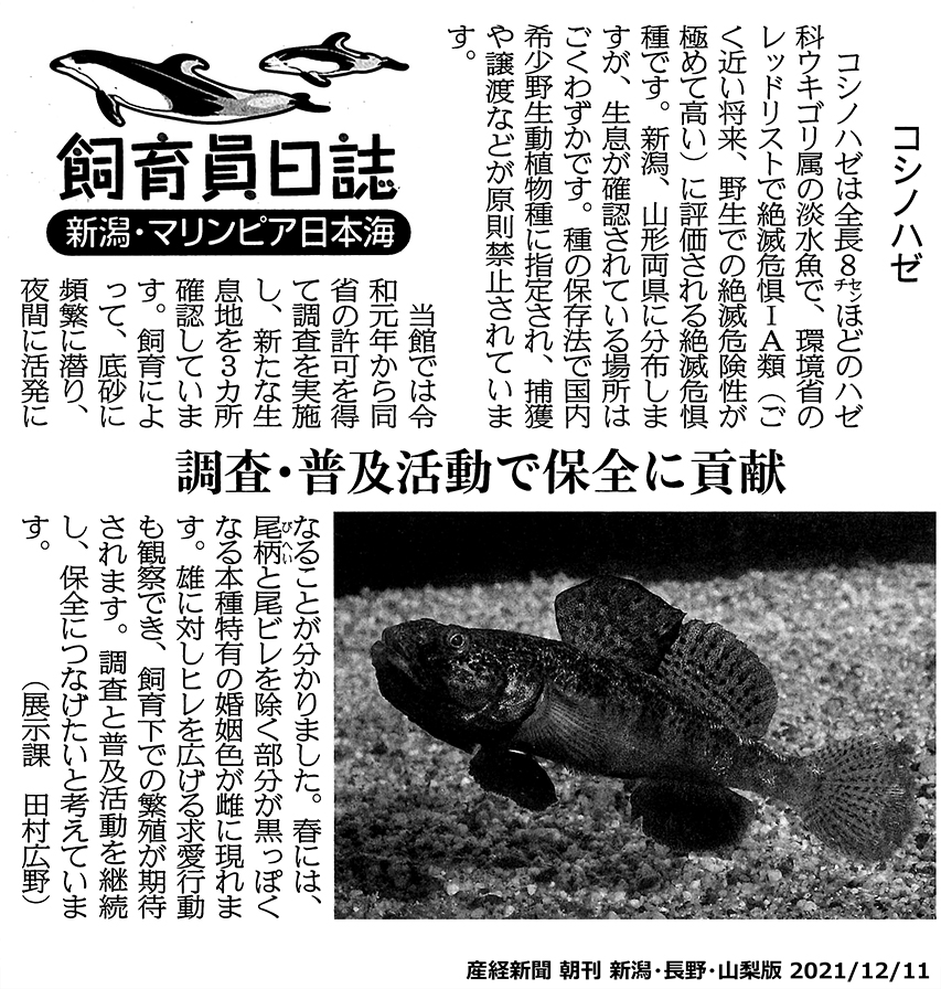 産経新聞 飼育員日誌 連載中 新潟 長野 山梨県版 新潟市水族館 マリンピア日本海