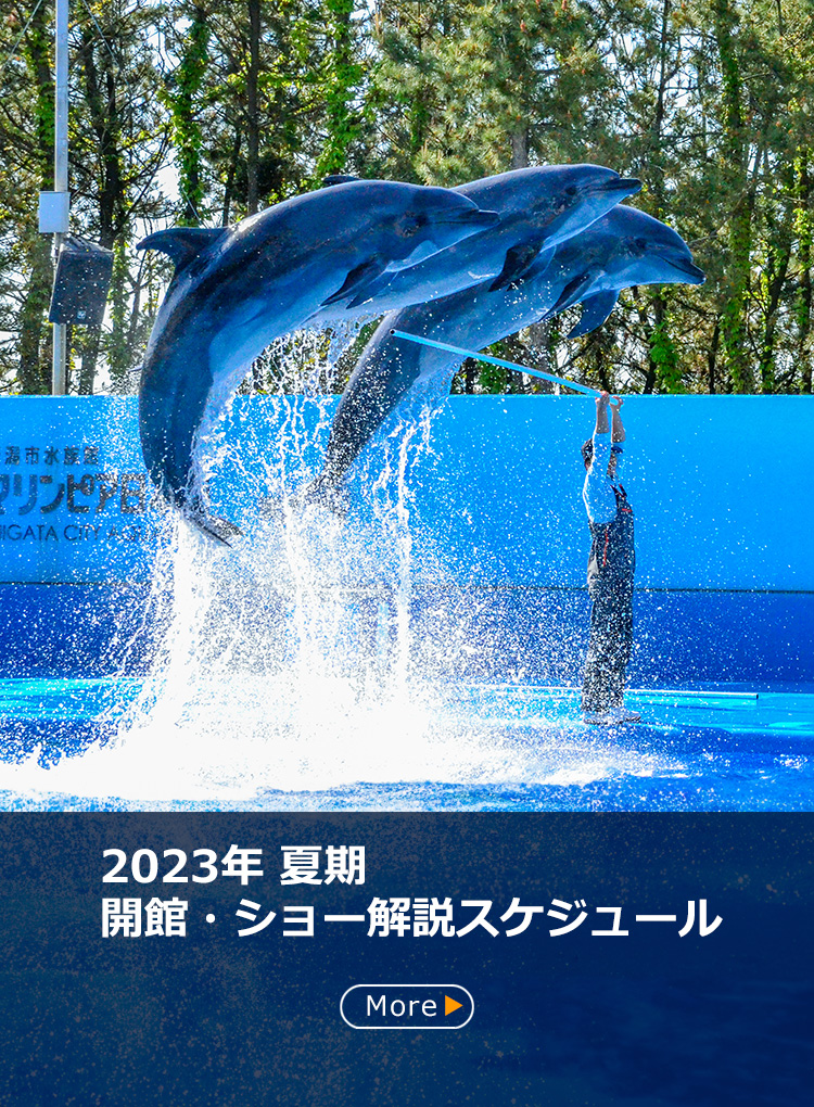 かわいい～！」 新潟市水族館 マリンピア日本海ペアチケット 施設利用券