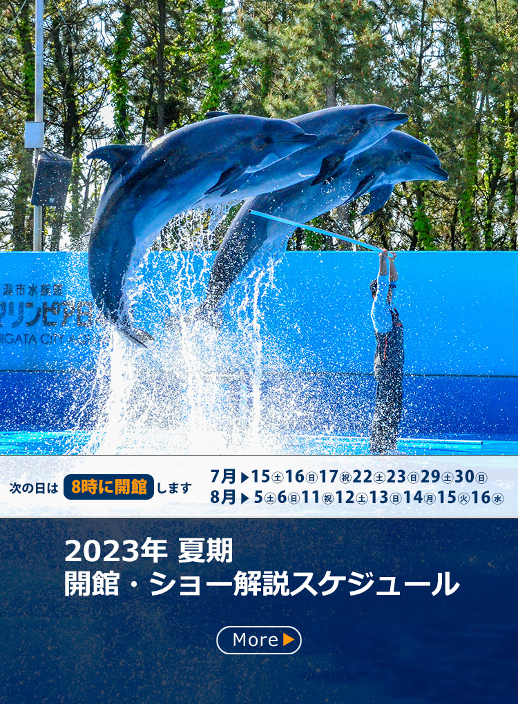 新潟市水族館 マリンピア日本海入館券チケット 大人２枚 メルカリ便