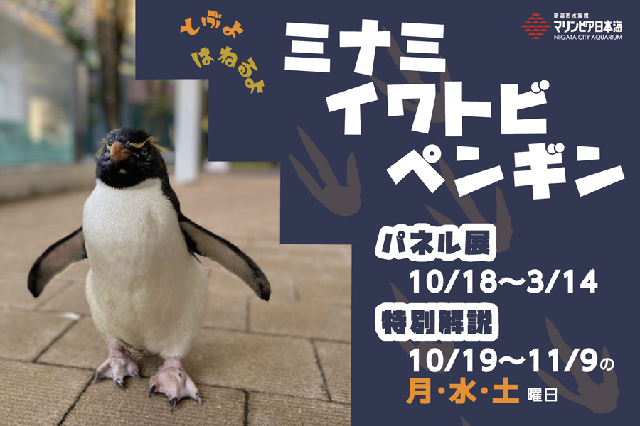 とぶよ はねるよ ミナミイワトビペンギン