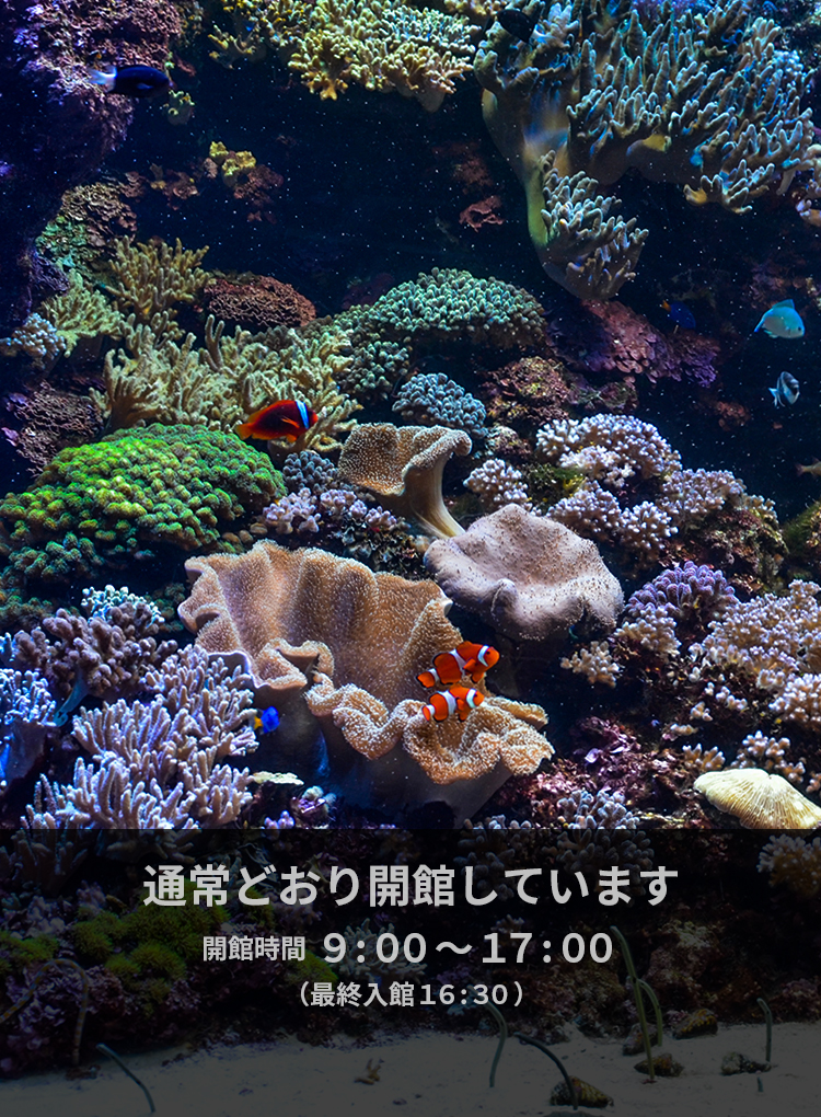 新潟☆マリンピア日本海☆マンボウ☆記念メダル☆茶平工業 - 雑貨