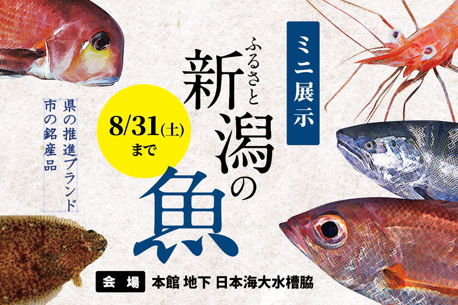 ミニ展示「ふるさと新潟の魚 ～県の推進ブランド・市の銘産品～」