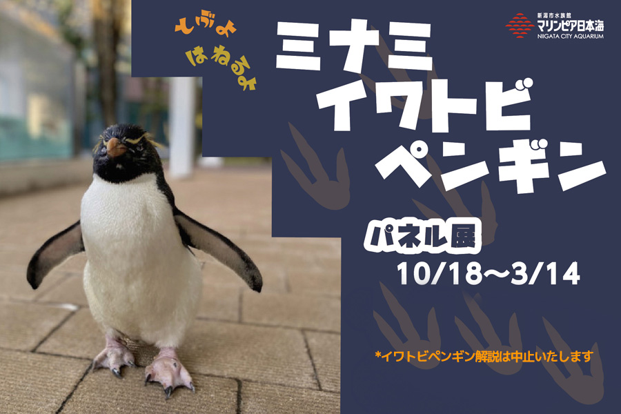 とぶよ はねるよ ミナミイワトビペンギン