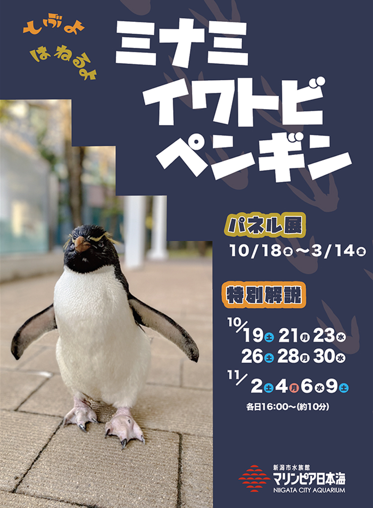 とぶよ はねるよ ミナミイワトビペンギン（パネル展示、特別解説）