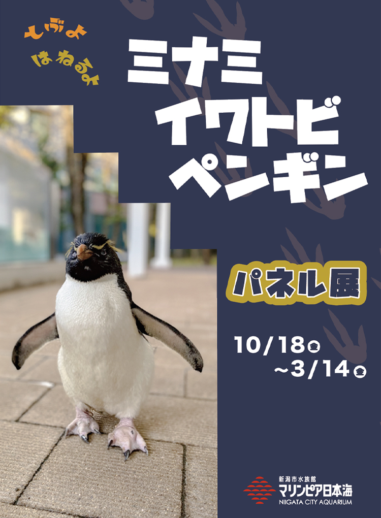 とぶよ はねるよ ミナミイワトビペンギン（パネル展示、特別解説）