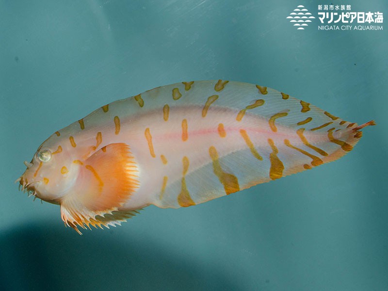 新潟市水族館 マリンピア日本海 生物図鑑 アバチャン