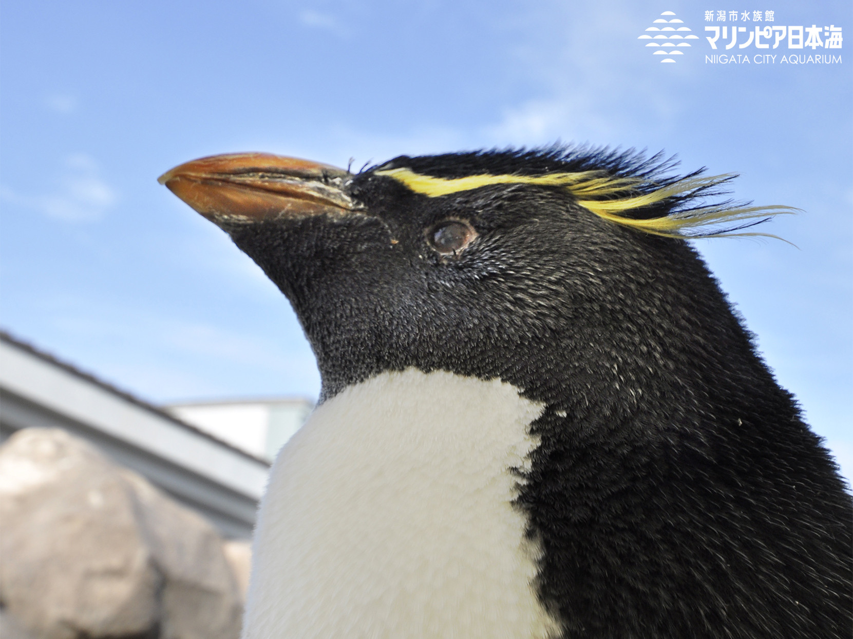 新潟市水族館 マリンピア日本海 生物図鑑 ≫ 「ミナミイワトビペンギン」