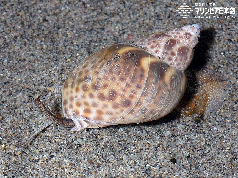 新潟市水族館 マリンピア日本海 生物図鑑 バイ