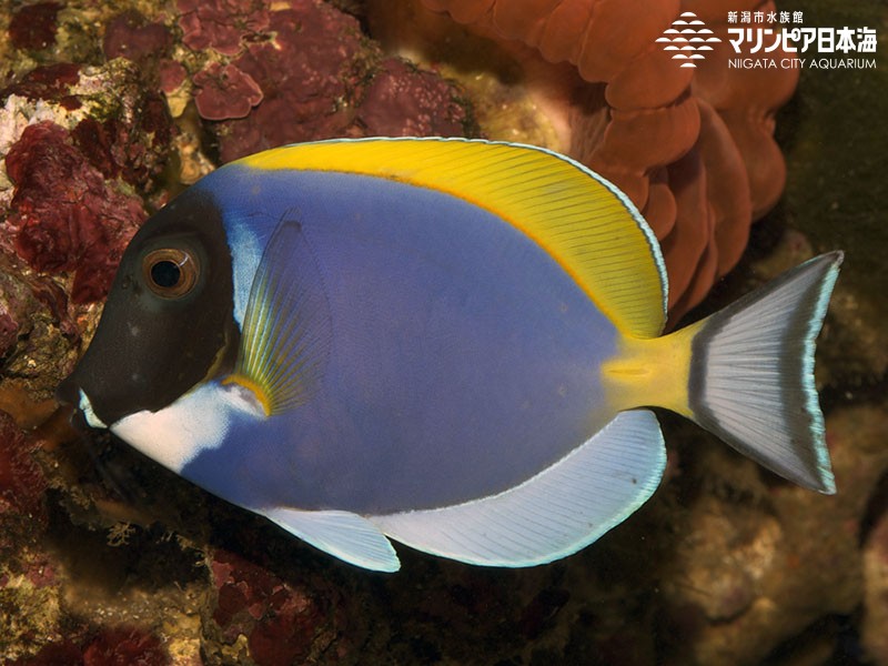 新潟市水族館 マリンピア日本海 生物図鑑 パウダーブルータン