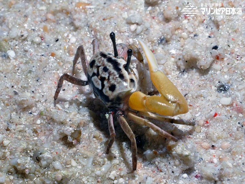 新潟市水族館 マリンピア日本海 生物図鑑 ≫ 「ハクセンシオマネキ」