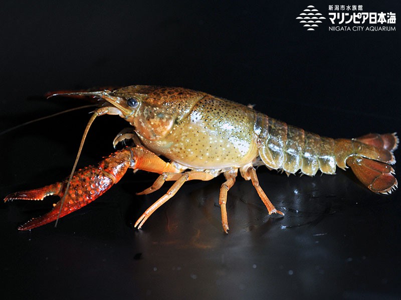 新潟市水族館 マリンピア日本海 生物図鑑 アメリカザリガニ