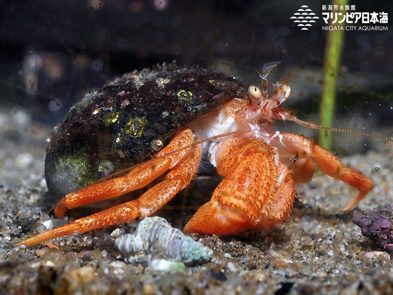 新潟市水族館 マリンピア日本海 生物図鑑 ハダカホンヤドカリ