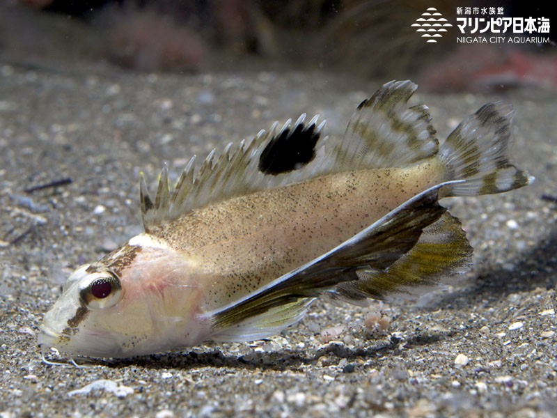 新潟市水族館 マリンピア日本海 生物図鑑 ハチ