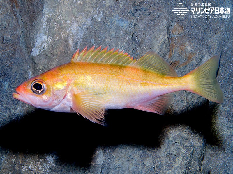 新潟市水族館 マリンピア日本海 生物図鑑 ハツメ