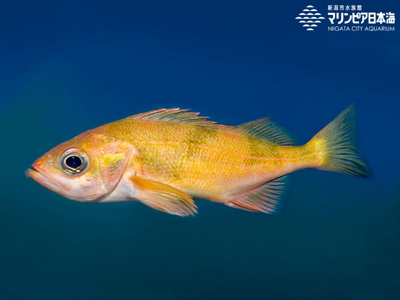 新潟市水族館 マリンピア日本海 生物図鑑 ハツメ