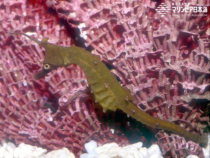 新潟市水族館 マリンピア日本海 生物図鑑 タツノオトシゴ