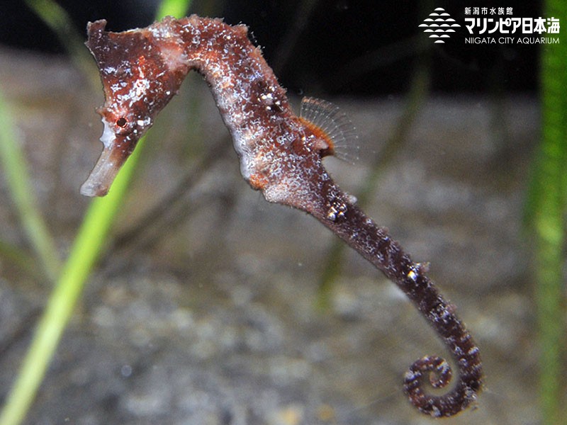 新潟市水族館 マリンピア日本海 生物図鑑 タツノオトシゴ