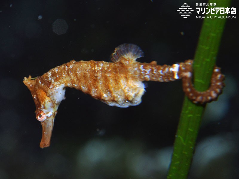 新潟市水族館 マリンピア日本海 生物図鑑 ≫ 「タツノオトシゴ」