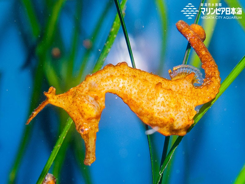 新潟市水族館 マリンピア日本海 生物図鑑 ≫ 「タツノオトシゴ」