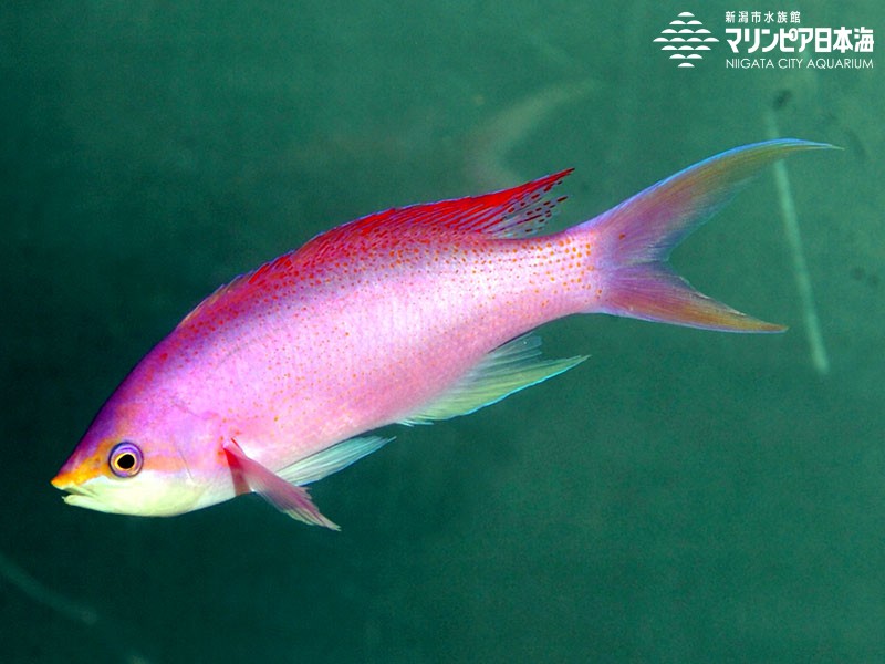 海水魚】アカネハナゴイ （5匹）5-6cm前後(サンプル画像）（生体） 遠慮なく