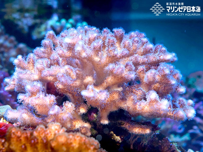 新潟市水族館 マリンピア日本海 生物図鑑 ハナヤサイサンゴ