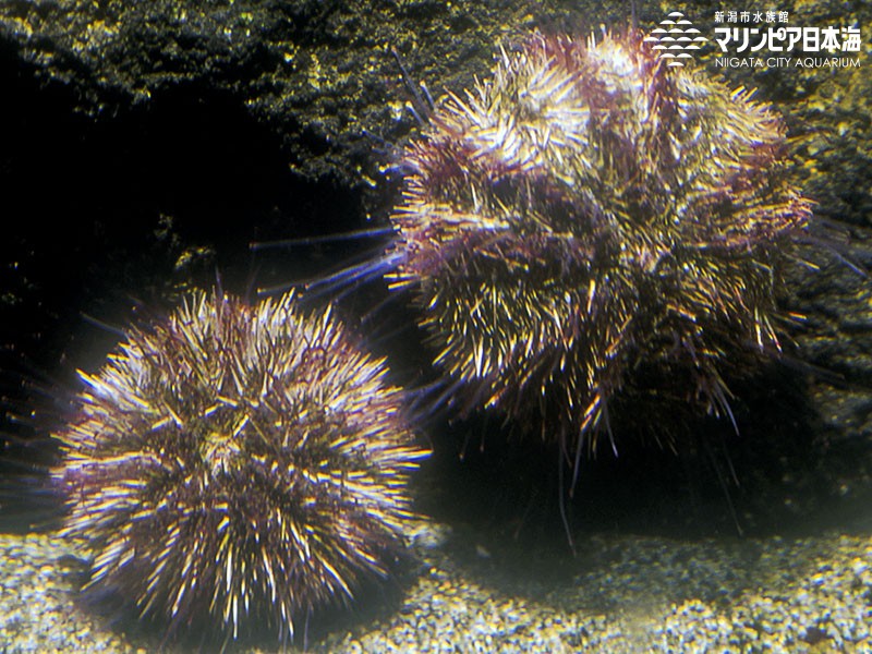 新潟市水族館 マリンピア日本海 生物図鑑 バフンウニ