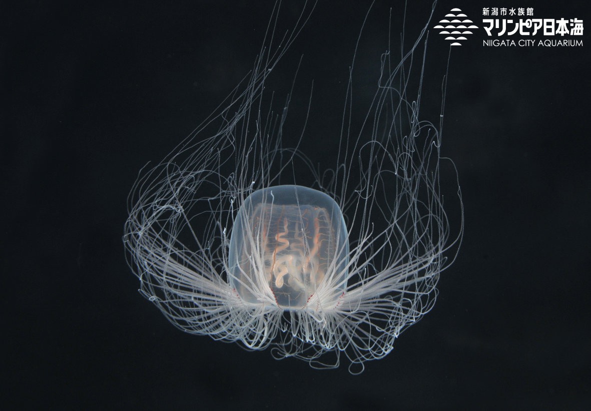 新潟市水族館 マリンピア日本海 生物図鑑 カミクラゲ