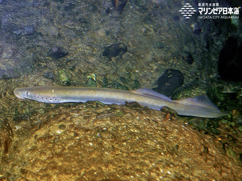 新潟市水族館 マリンピア日本海 生物図鑑 カワヤツメ