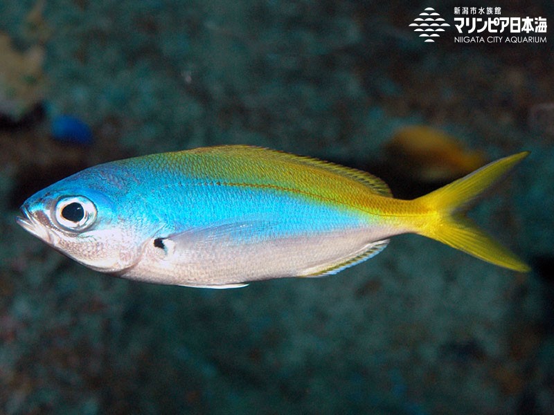 新潟市水族館 マリンピア日本海 生物図鑑 ≫ 「ウメイロモドキ」