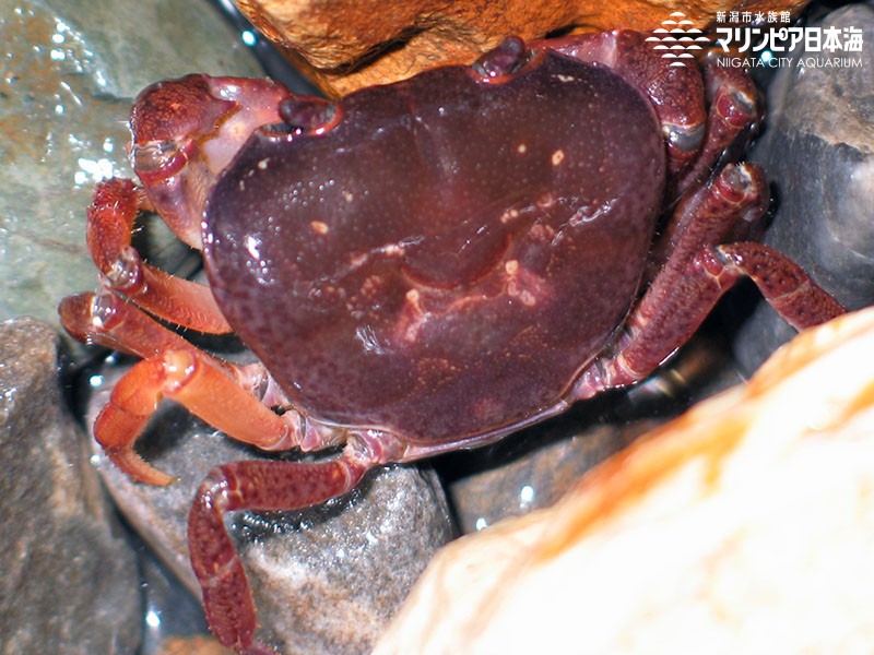 新潟市水族館 マリンピア日本海 生物図鑑 ≫ 「サワガニ」