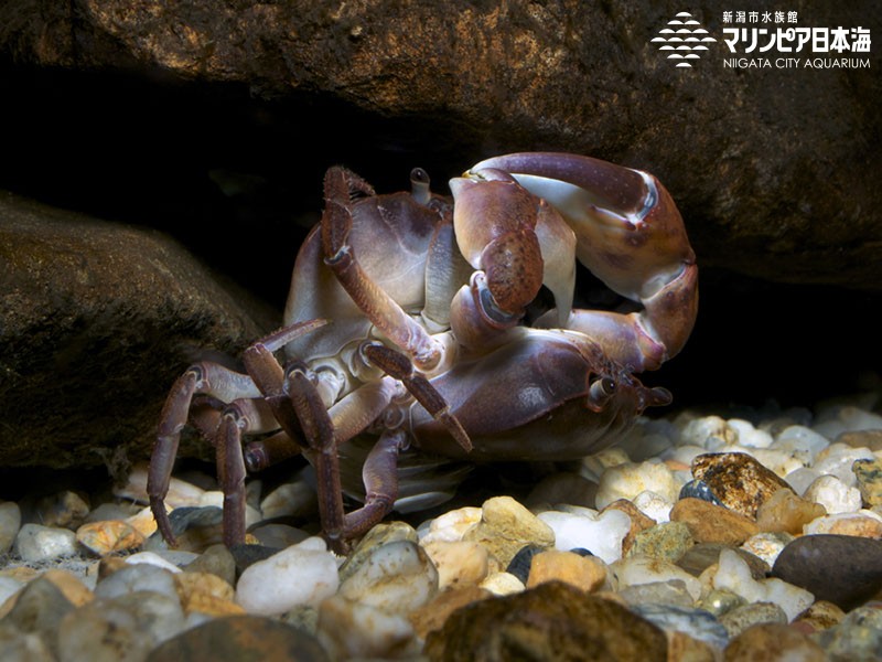 新潟市水族館 マリンピア日本海 生物図鑑 ≫ 「サワガニ」