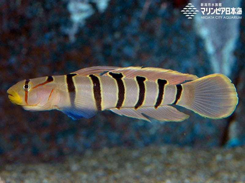 新潟市水族館 マリンピア日本海 生物図鑑 ≫ 「キヌバリ」