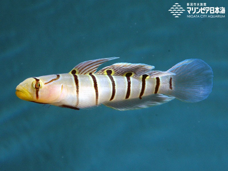 新潟市水族館 マリンピア日本海 生物図鑑 ≫ 「キヌバリ」