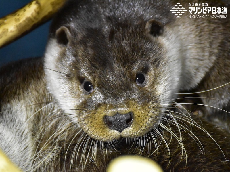 新潟市水族館 マリンピア日本海 生物図鑑 ユーラシアカワウソ