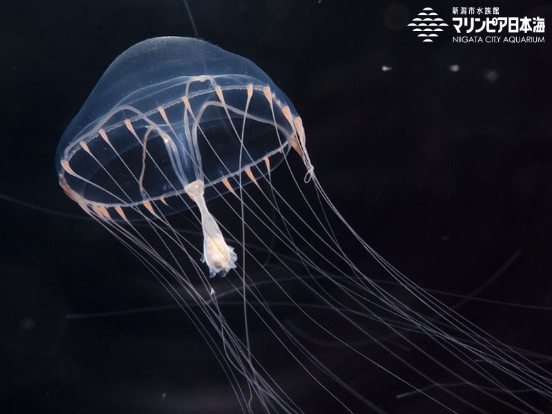 新潟市水族館 マリンピア日本海 生物図鑑 ギヤマンクラゲ