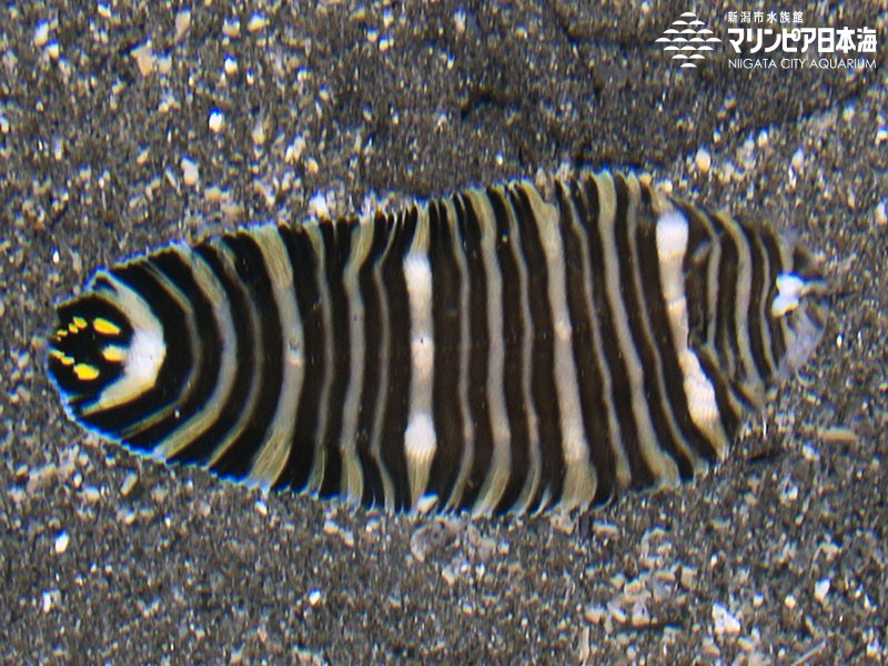 新潟市水族館 マリンピア日本海 生物図鑑 ≫ 「シマウシノシタ」