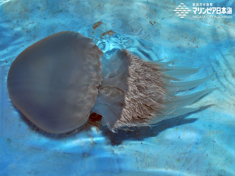 新潟市水族館 マリンピア日本海 生物図鑑 ビゼンクラゲ