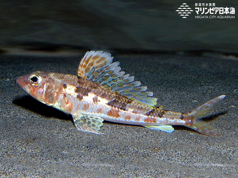 新潟市水族館 マリンピア日本海 生物図鑑 ヒメ