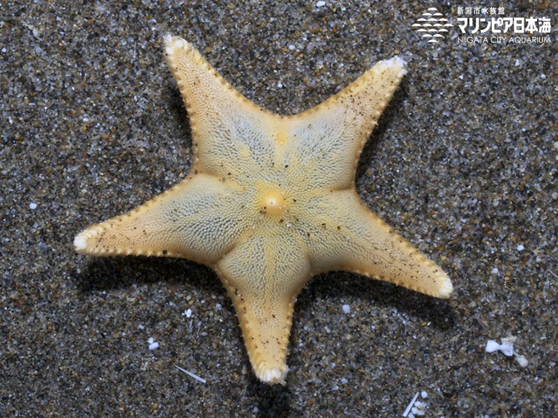 新潟市水族館 マリンピア日本海 生物図鑑 スナイトマキ