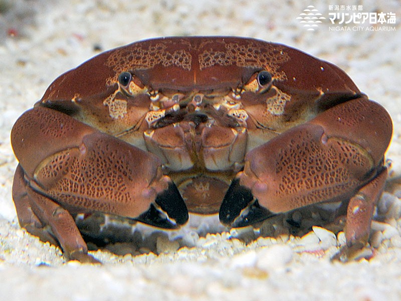 新潟市水族館 マリンピア日本海 生物図鑑 ≫ 「スベスベマンジュウガニ」