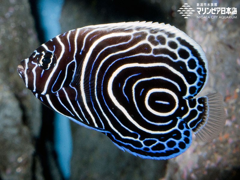 新潟市水族館 マリンピア日本海 生物図鑑 タテジマキンチャクダイ 幼魚