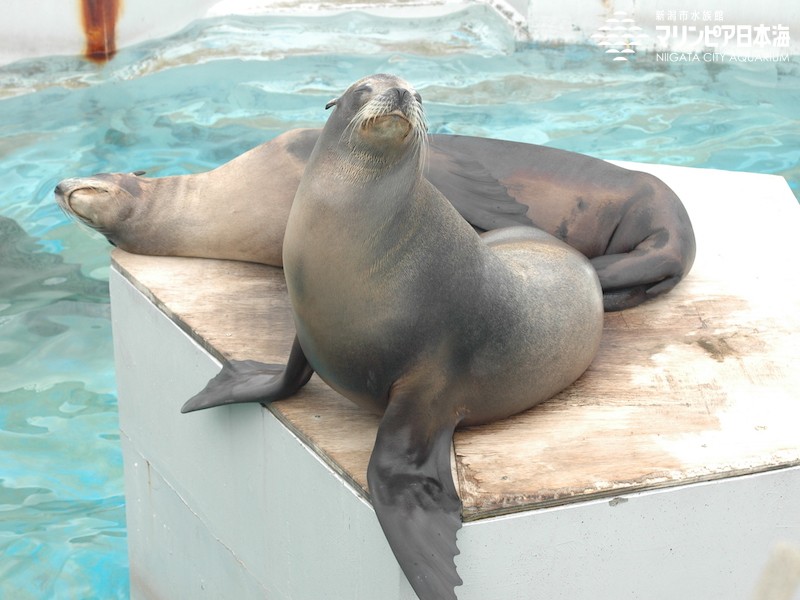 新潟市水族館 マリンピア日本海 生物図鑑 カリフォルニアアシカ