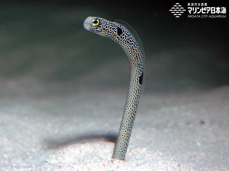 店内全品対象 チンアナゴのボタン 6個 k-5 海 水族館 マリン ボタン