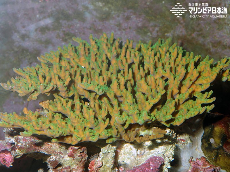 新潟市水族館 マリンピア日本海 生物図鑑 ≫ 「ツツハナガサミドリイシ」