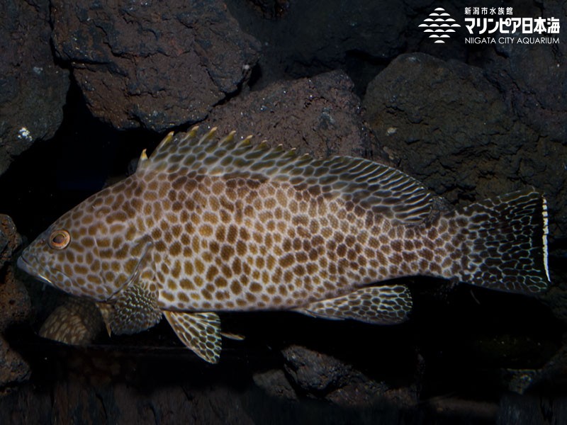 新潟市水族館 マリンピア日本海 生物図鑑 ≫ 「オオモンハタ」