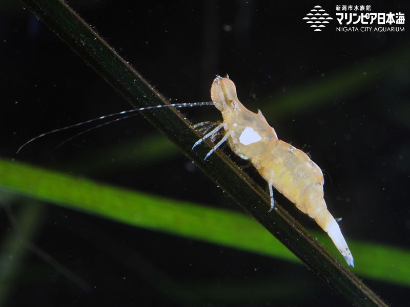 新潟市水族館 マリンピア日本海 生物図鑑 ヒラツノモエビ