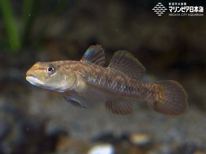 新潟市水族館 マリンピア日本海 生物図鑑 ≫ 「トウヨシノボリ」