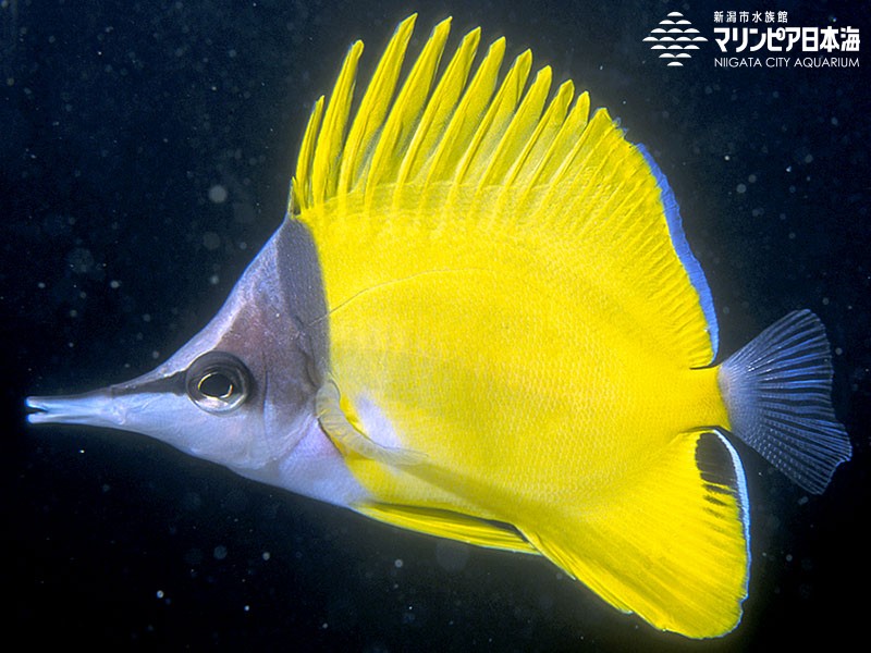 新潟市水族館 マリンピア日本海 生物図鑑 ≫ 「フエヤッコダイ」