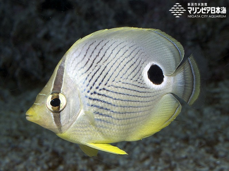 海水魚）バリ産 バーゲスバタフライ（１匹） チョウチョウウオ 北海道・九州航空便要保温